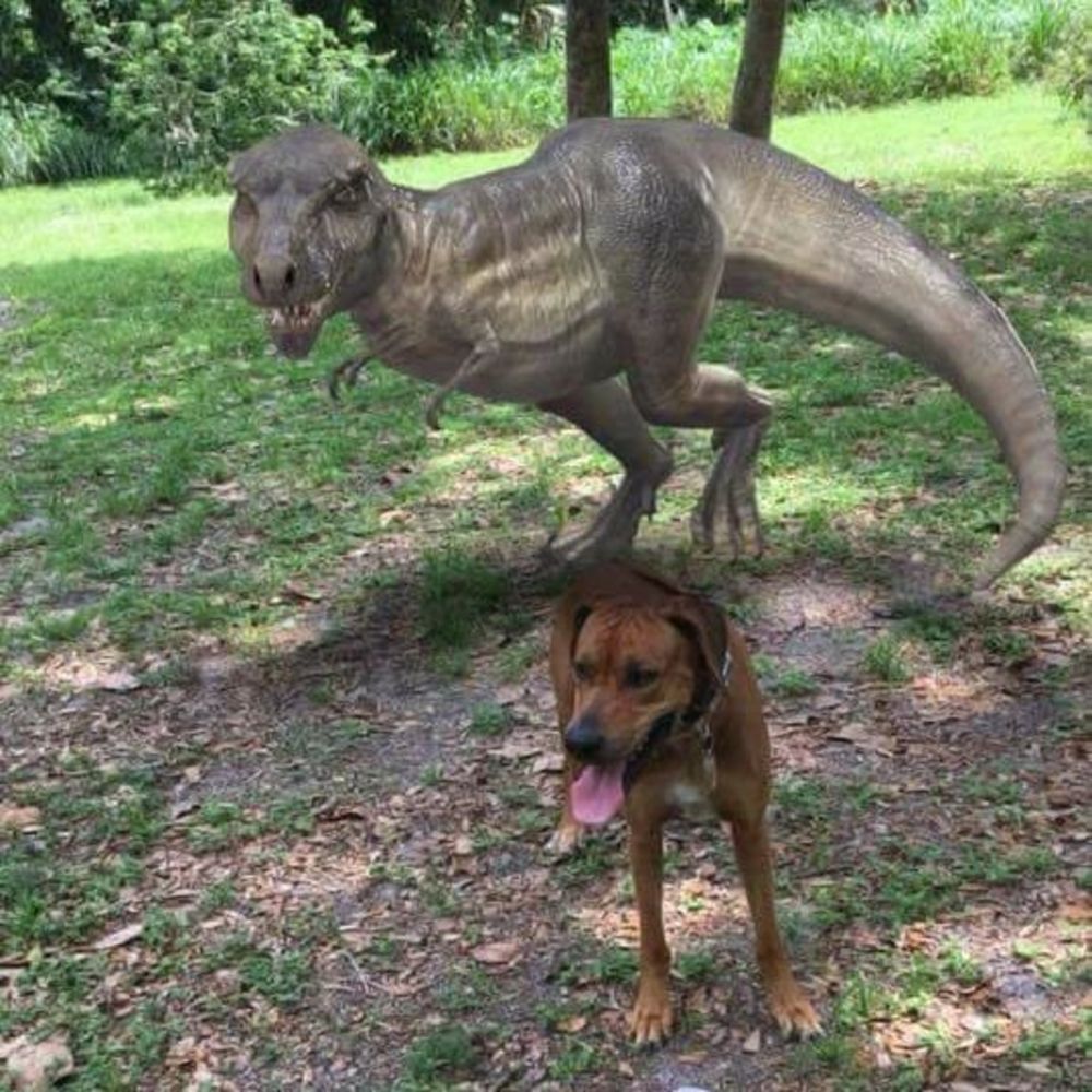 Meet your Posher, Debbie